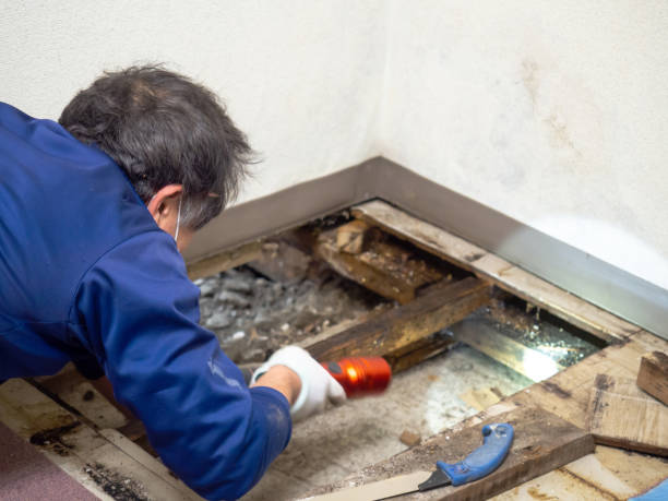 Best Toxic Mold Removal  in Crisfield, MD