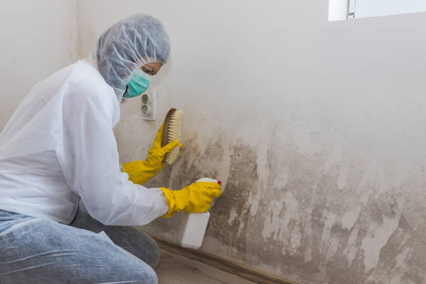 Best Affordable Mold Removal  in Crisfield, MD
