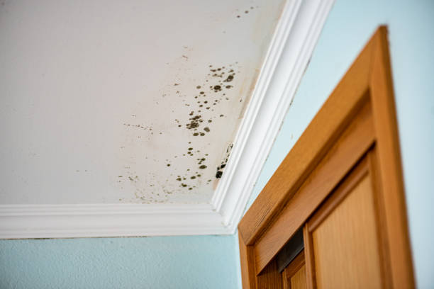 Best Emergency Mold Removal  in Crisfield, MD