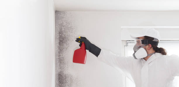 Best Mold Damage Repair  in Crisfield, MD