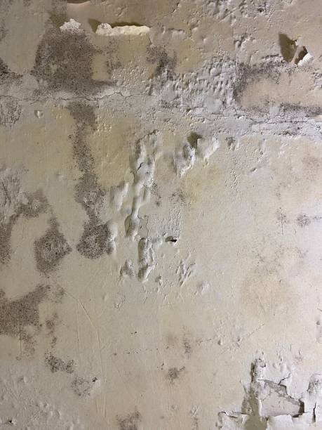 Crisfield, MD Mold Removal Company