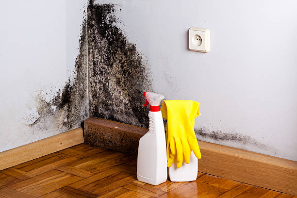 Best Mold Removal and Inspection  in Crisfield, MD