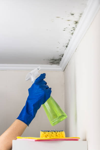 Best Best Mold Removal Companies  in Crisfield, MD