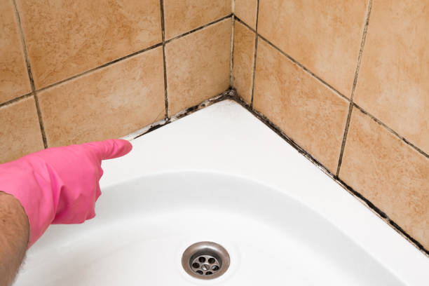 Best Home Mold Removal  in Crisfield, MD